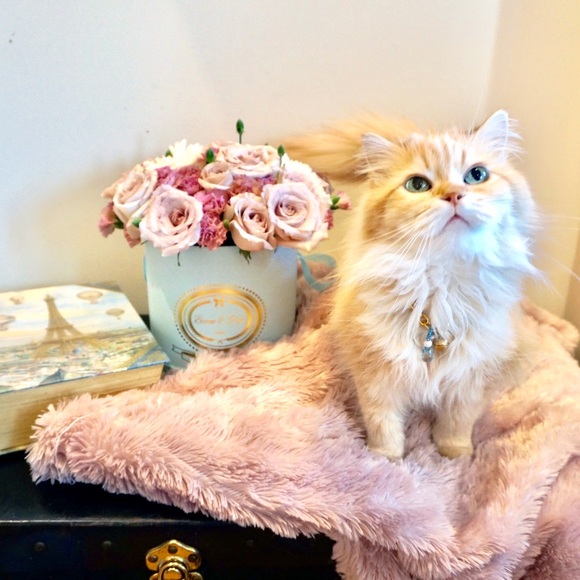 MEET Your POSHER - Picture 1 of 1